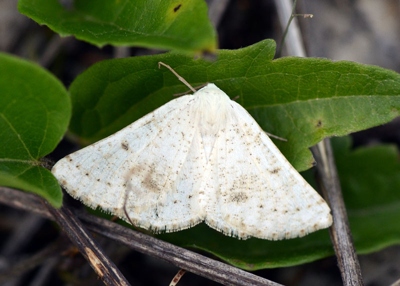 Geometridae da identificare